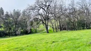 a view of a big yard with large trees