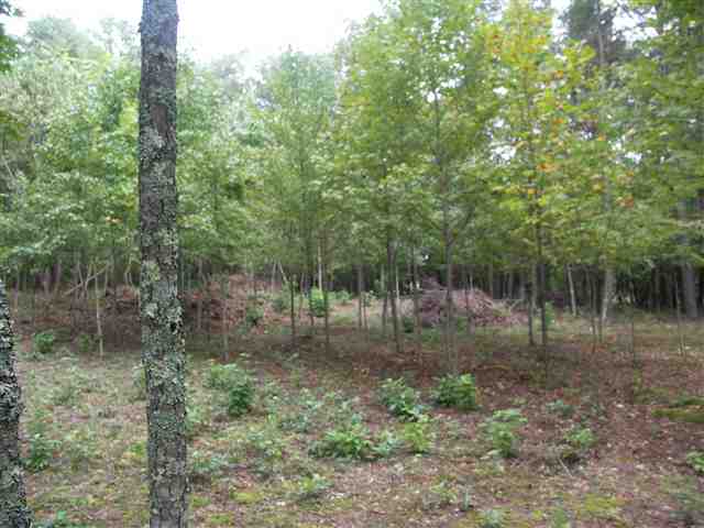193 Campbell Mill Road Travelers Rest, SC 29690 - Photo 14 of 20 Gallery Image 14