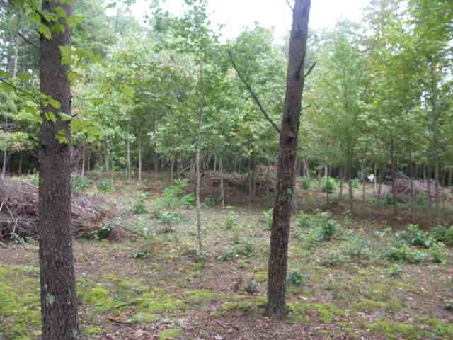 193 Campbell Mill Road Travelers Rest, SC 29690 - Photo 9 of 20 Gallery Image 9