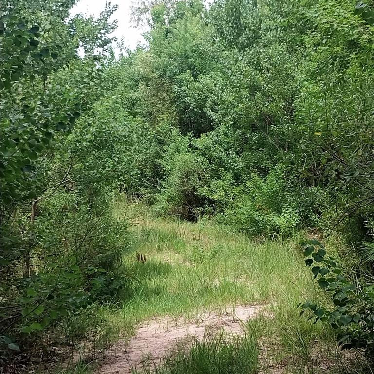 267 Pease Road Haughton, LA 71037 - Photo 11 of 18 a view of a lush green forest
