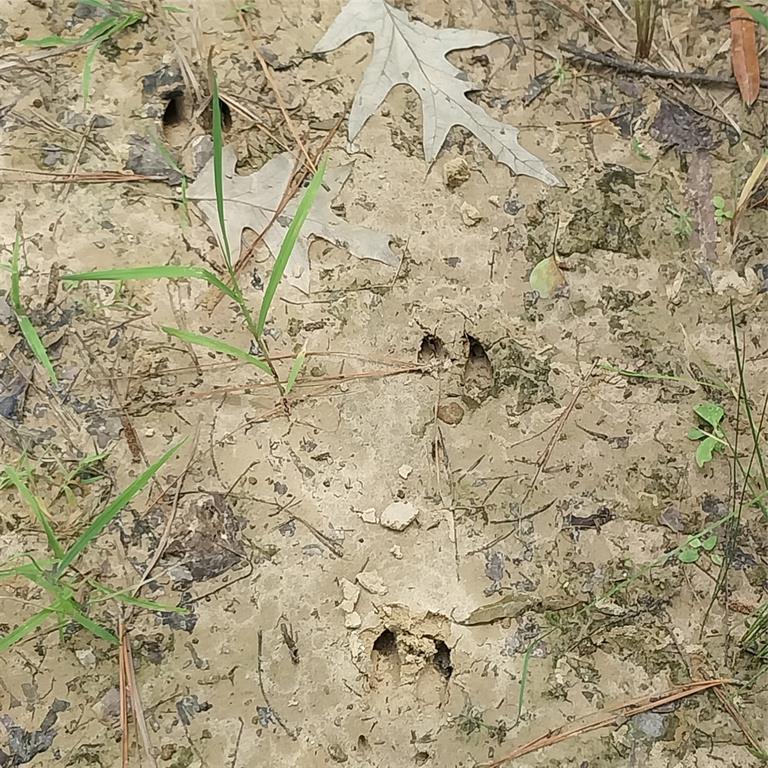 267 Pease Road Haughton, LA 71037 - Photo 5 of 18 a close up of snow on the wall