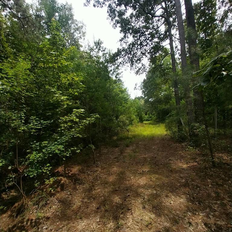 267 Pease Road Haughton, LA 71037 - Photo 7 of 18 a view of a forest with trees in the background