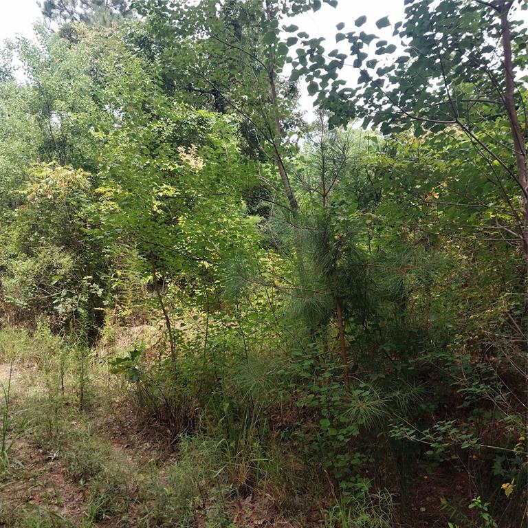 267 Pease Road Haughton, LA 71037 - Photo 10 of 18 a view of a forest with lush green forest