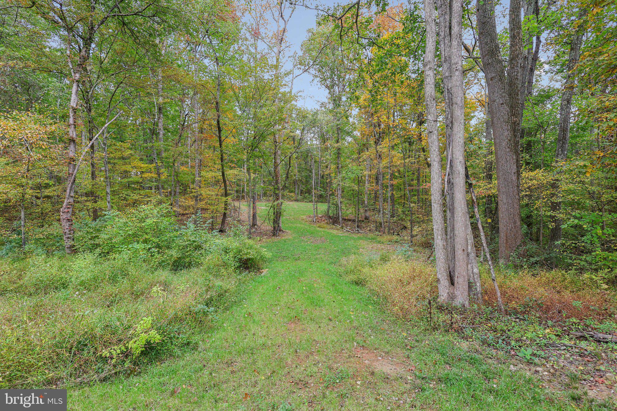 10643 Settle School Road Rixeyville, VA 22737 - Photo 36 of 40 a view of a forest with trees