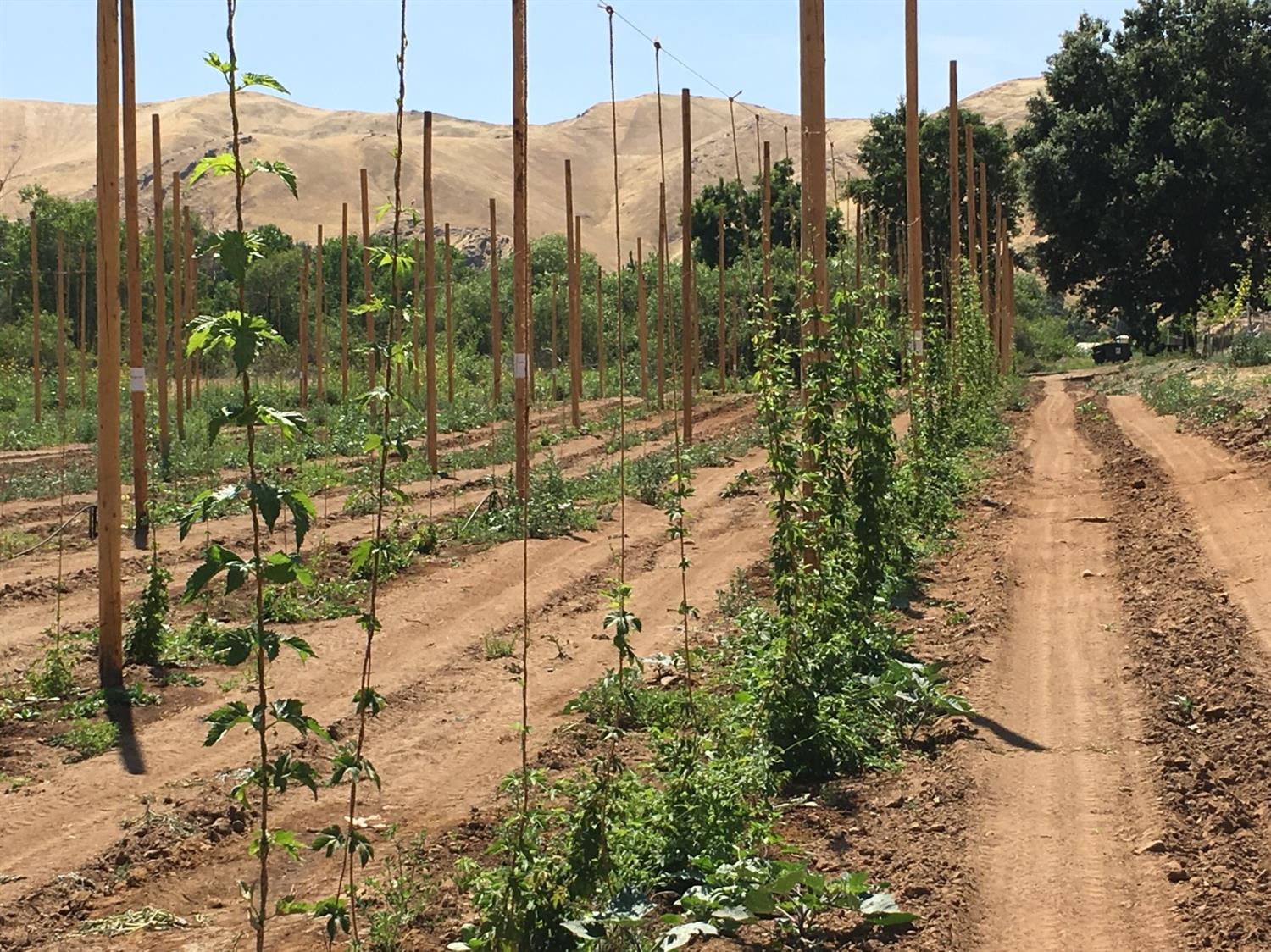 25757 East Trimmer Springs Road Sanger, CA 93657 - Photo 24 of 28 Hops just in time for the Saint Patrick's celebration