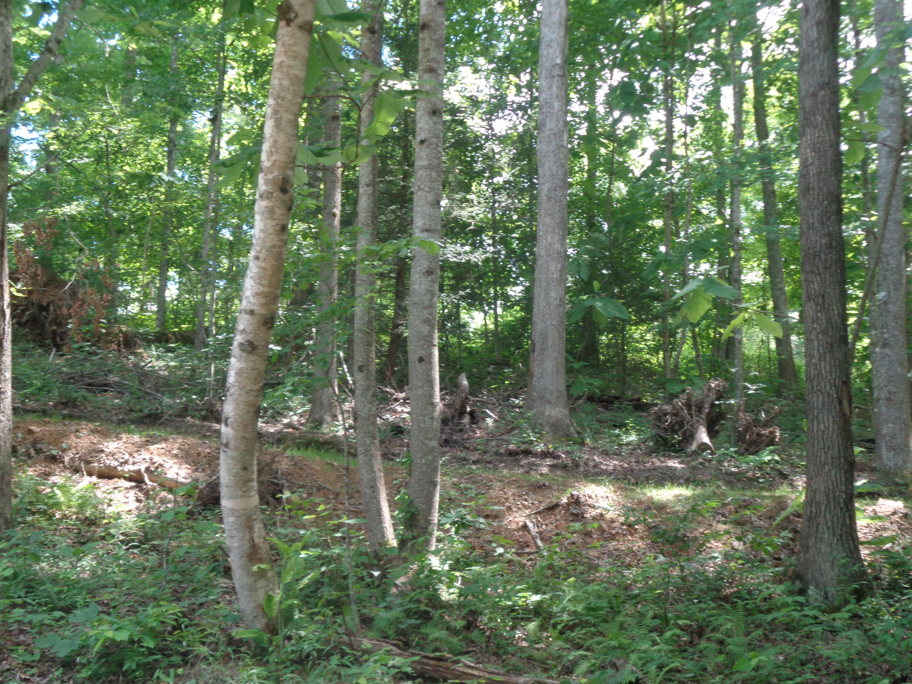 Lot 53 Fount Hubbard Road London, KY 40741 - Photo 4 of 18 DSC04855