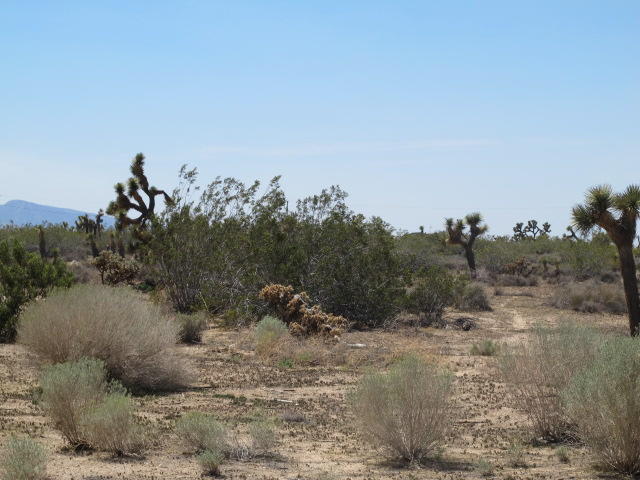Aragon Road Phelan, CA 92371 - Photo 3 of 4 a view of a dry yard with trees