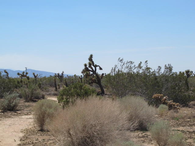 Aragon Road Phelan, CA 92371 - Photo 4 of 4 a view of a dry yard with trees in the background