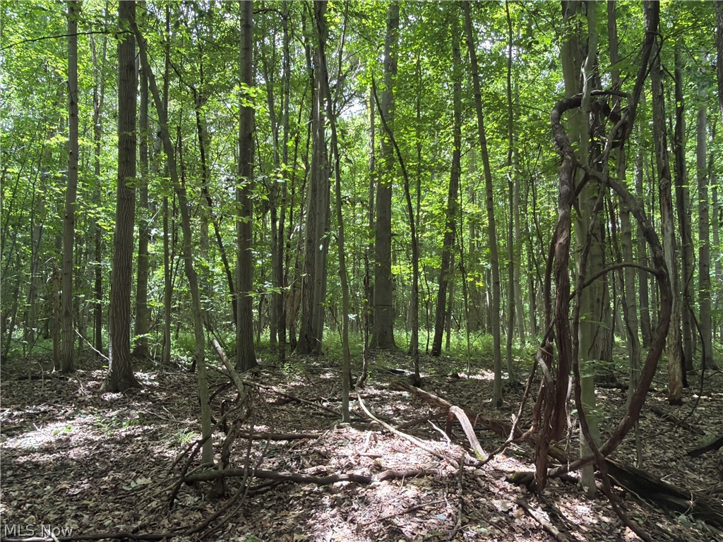 Crosby Cook Road Rome, OH 44085 - Photo 26 of 48 Wooded lot featuring mature trees and dappled sunlight