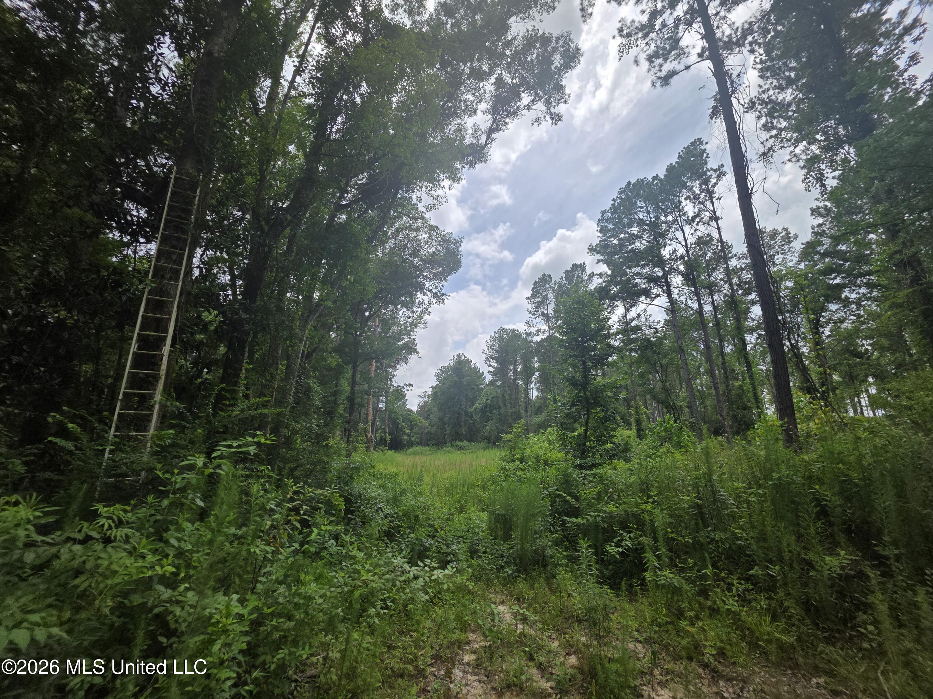 244 Foster Road Sontag, MS 39665 - Photo 74 of 105 35665