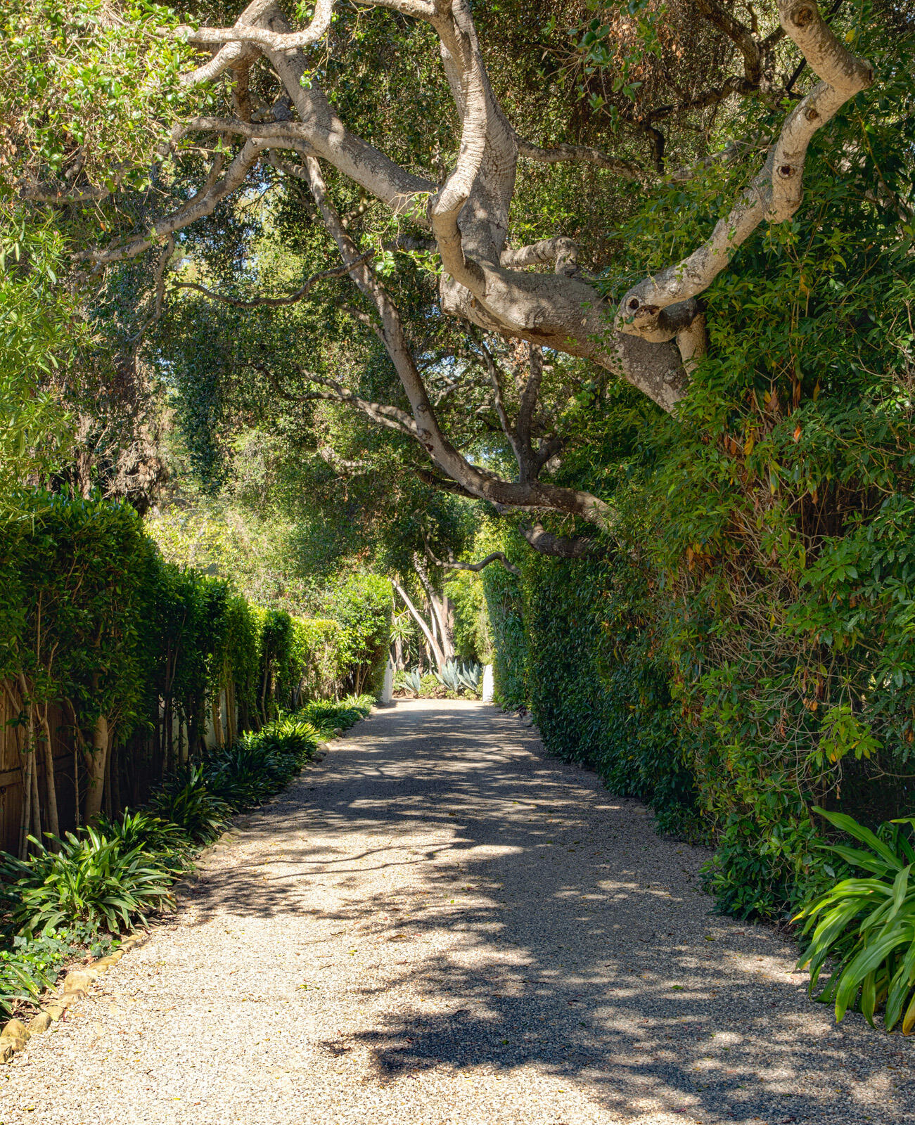 279 Santa Rosa Lane Montecito, CA 93108 - Photo 25 of 27 a view of a yard with plants and trees