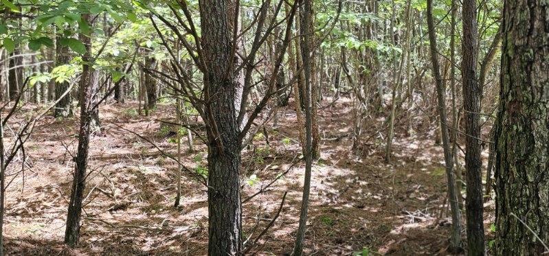 0 Sunset Road, Unit 533 Rock Island, TN 38581 - Photo 5 of 7 image000001