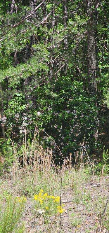 0 Sunset Road, Unit 533 Rock Island, TN 38581 - Photo 6 of 7 image000000