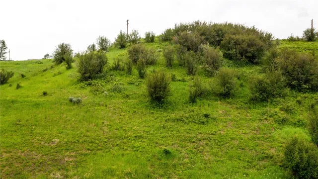 a view of a lush green space