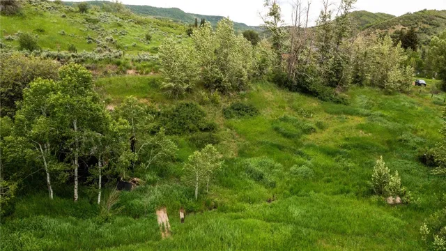 a view of a lush green forest with trees and some houses