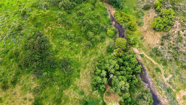 a view of a lush green forest