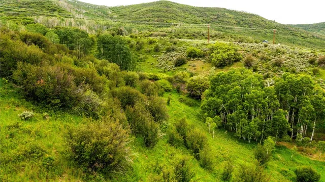 a view of a lush green forest with trees in the background