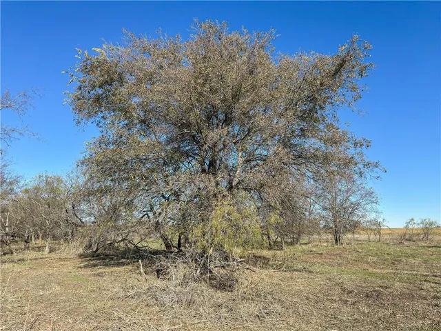 a view of a large tree with beach