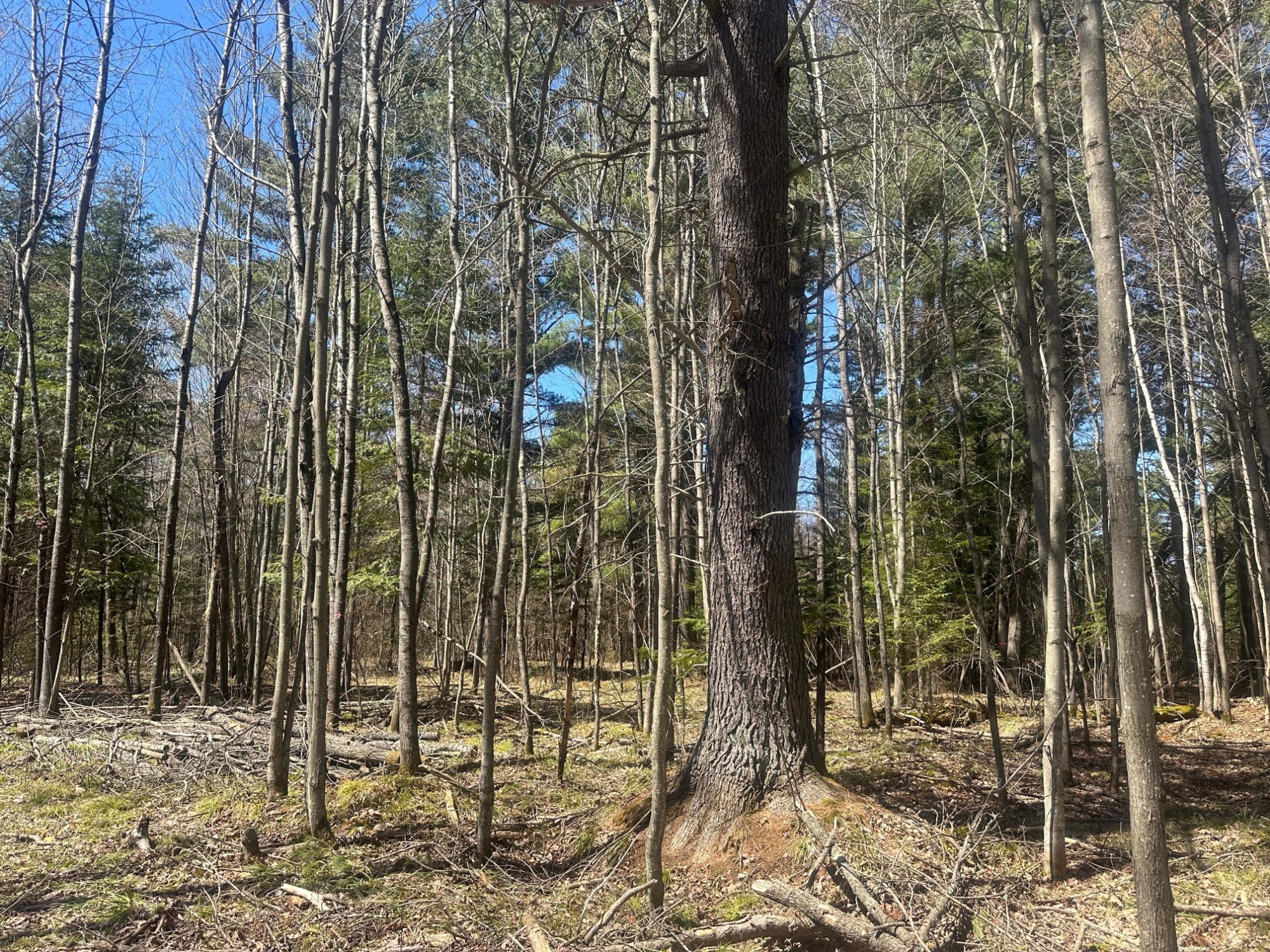 Acres On Watersmeet Lake Road, Unit 20 / Eagle River, WI 54521 - Photo 14 of 31 Gallery Image 14