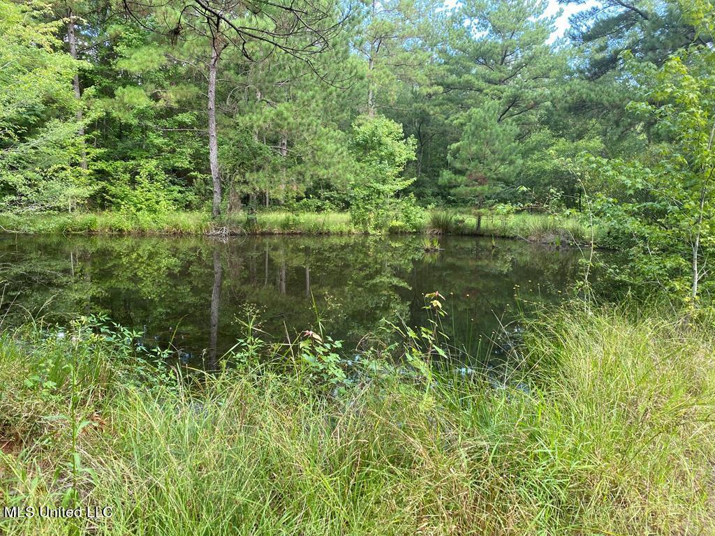 2697 River Road Silver Creek, MS 39663 - Photo 3 of 10 land-for-sale-lawrence-county-ms2