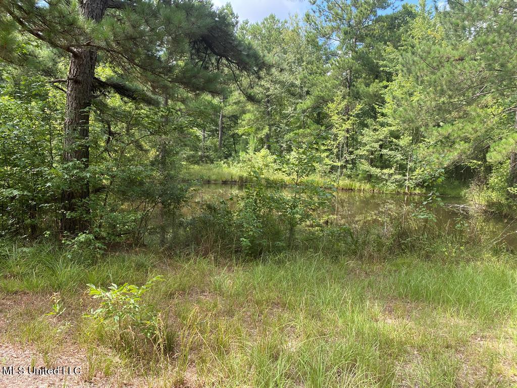2697 River Road Silver Creek, MS 39663 - Photo 4 of 10 land-for-sale-lawrence-county-ms3
