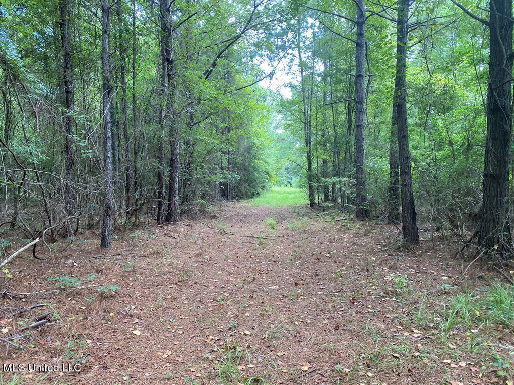 2697 River Road Silver Creek, MS 39663 - Photo 6 of 10 land-for-sale-lawrence-county-ms5