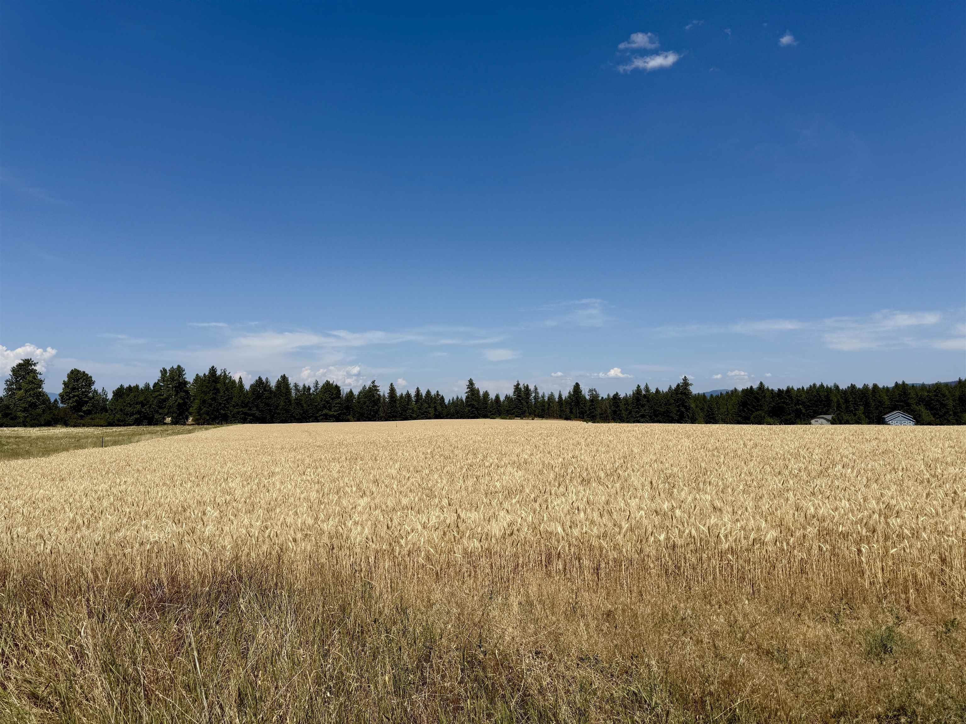 0 East Orchard Bluff Road Chattaroy, WA 99003 - Photo 12 of 13