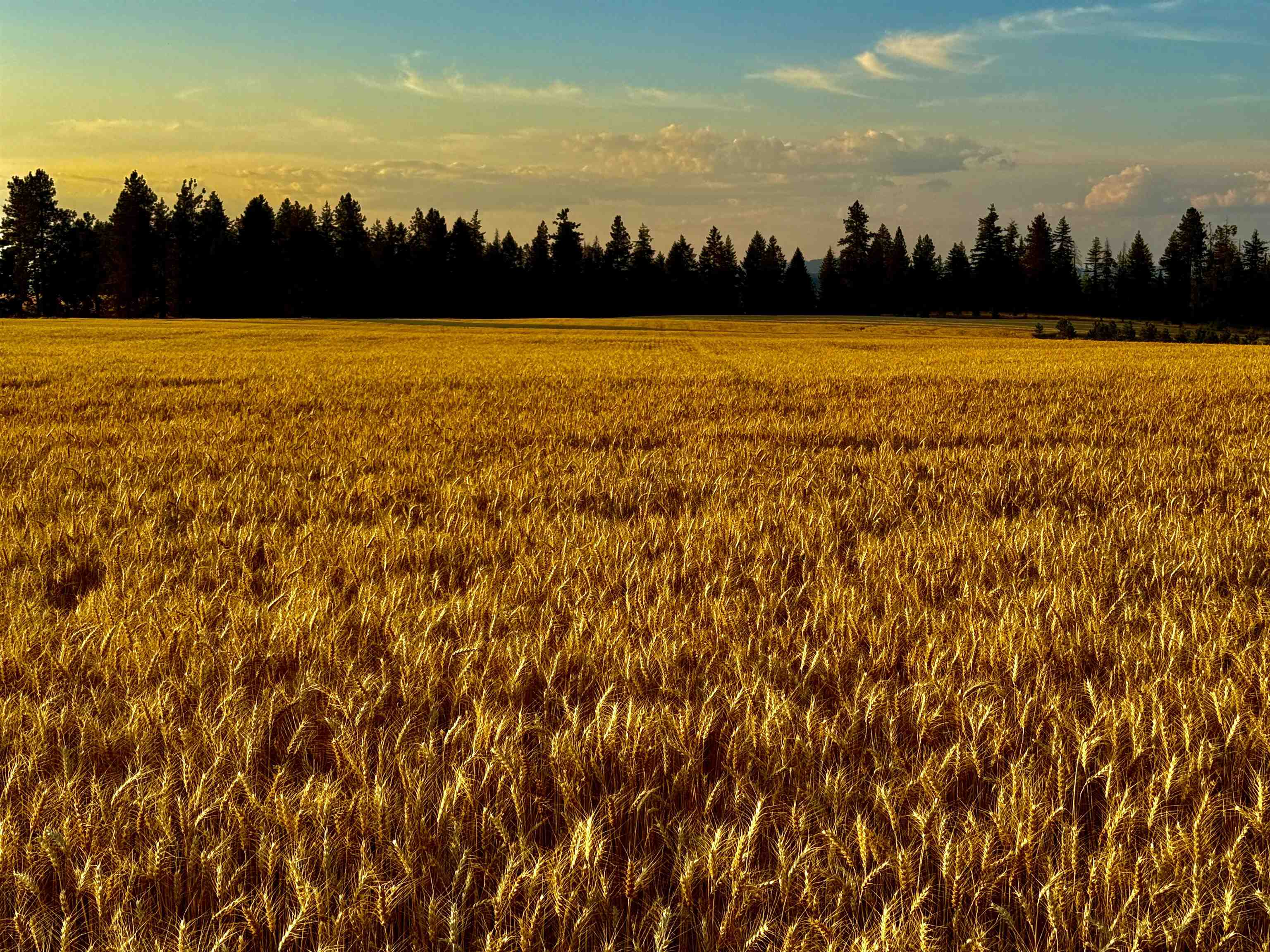 0 East Orchard Bluff Road Chattaroy, WA 99003 - Photo 2 of 13