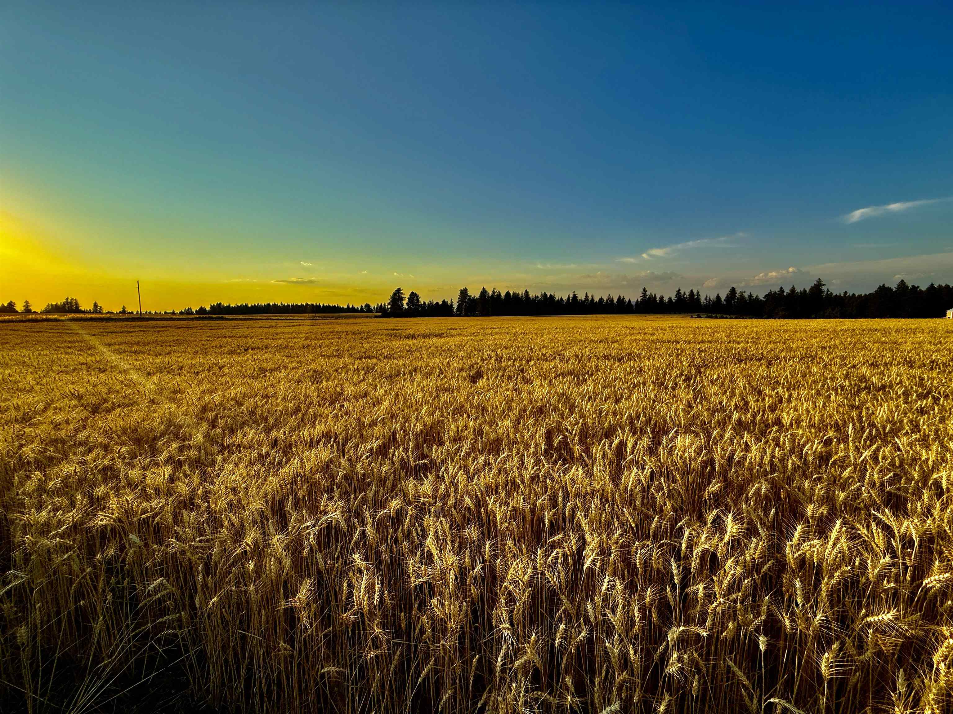 0 East Orchard Bluff Road Chattaroy, WA 99003 - Photo 3 of 13