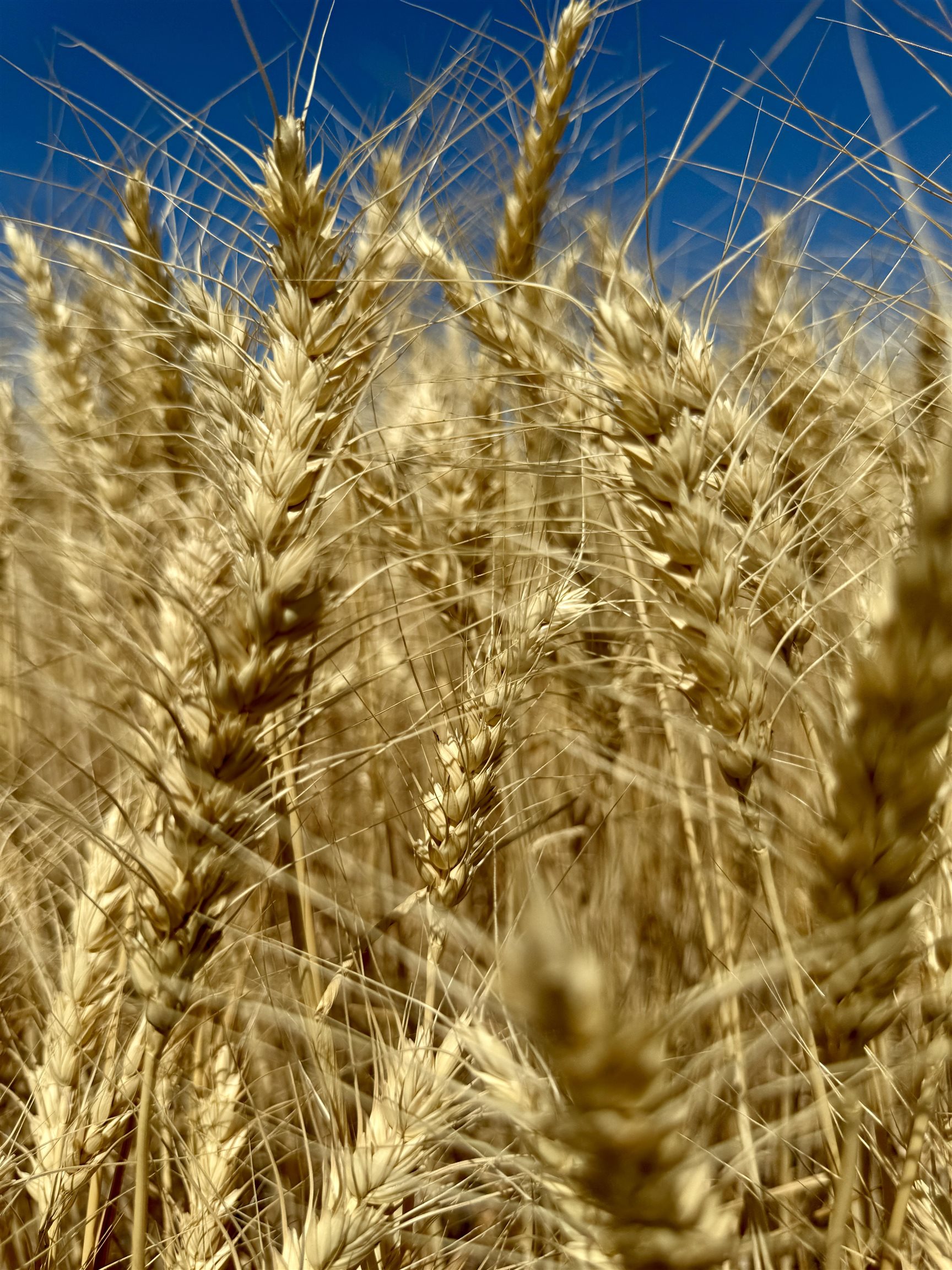 0 East Orchard Bluff Road Chattaroy, WA 99003 - Photo 4 of 13