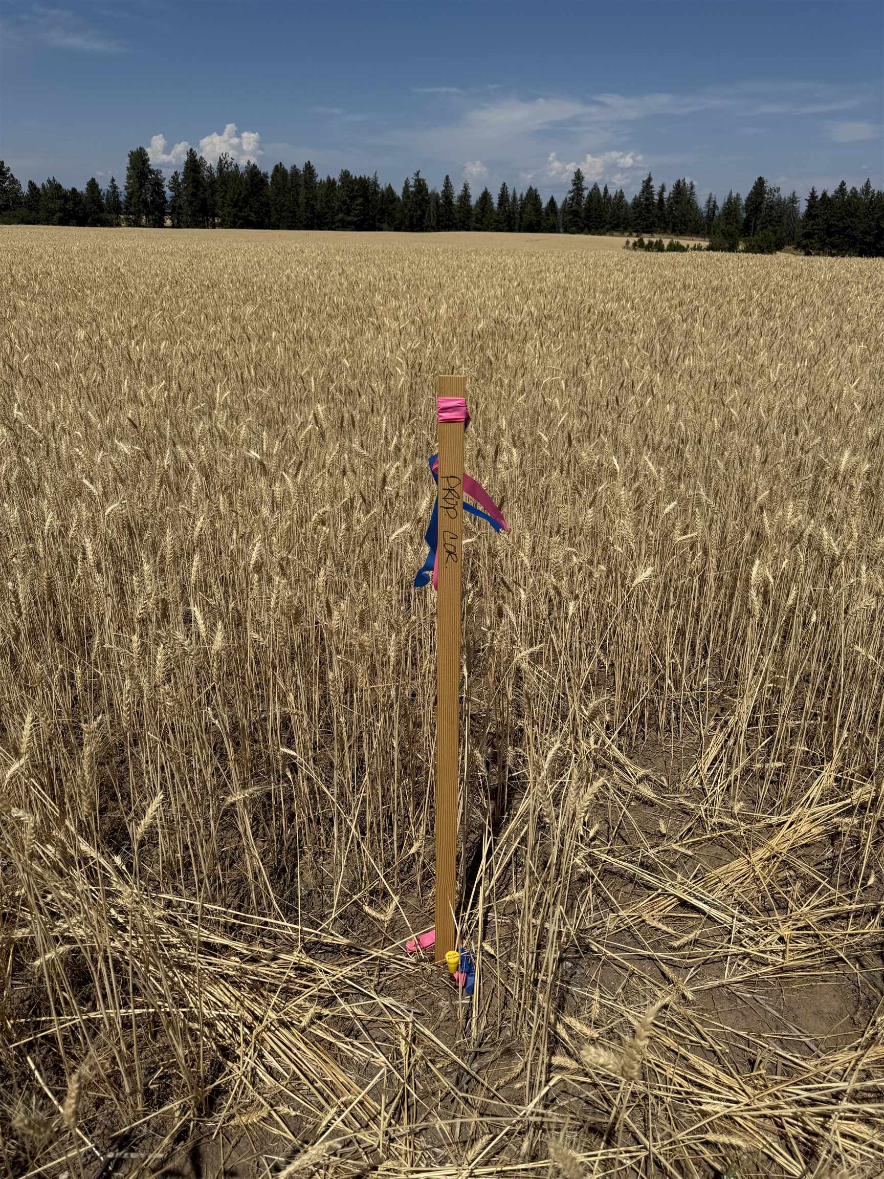 0 East Orchard Bluff Road Chattaroy, WA 99003 - Photo 5 of 13