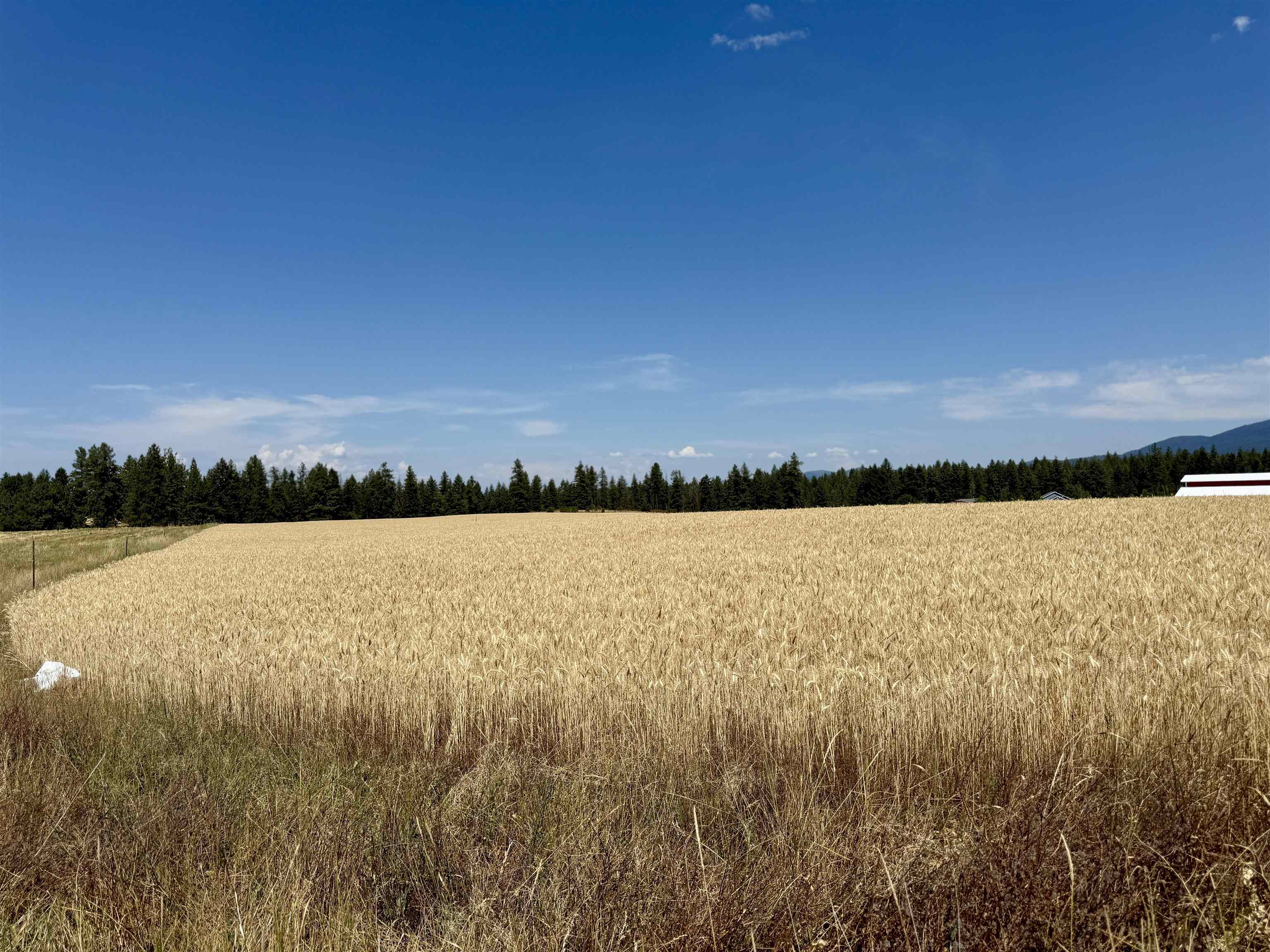 0 East Orchard Bluff Road Chattaroy, WA 99003 - Photo 8 of 13