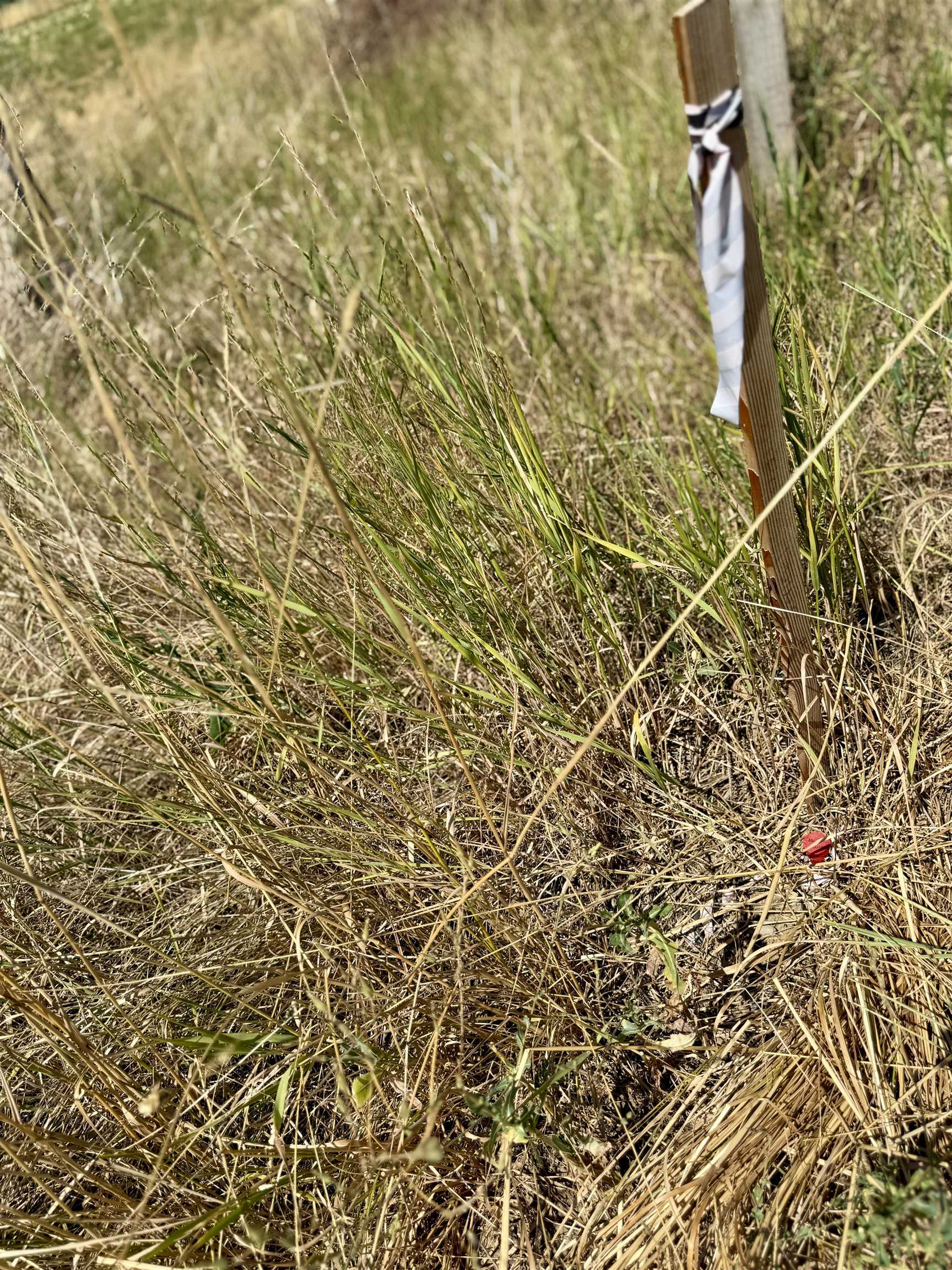 0 East Orchard Bluff Road Chattaroy, WA 99003 - Photo 9 of 13