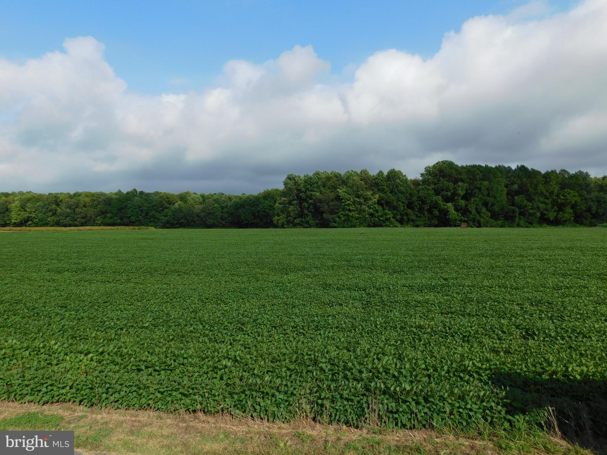 Easterly Portion Lot 1 Easterly Portion Road Bishopville, MD 21813 - Photo 4 of 17 a view of a grassy field