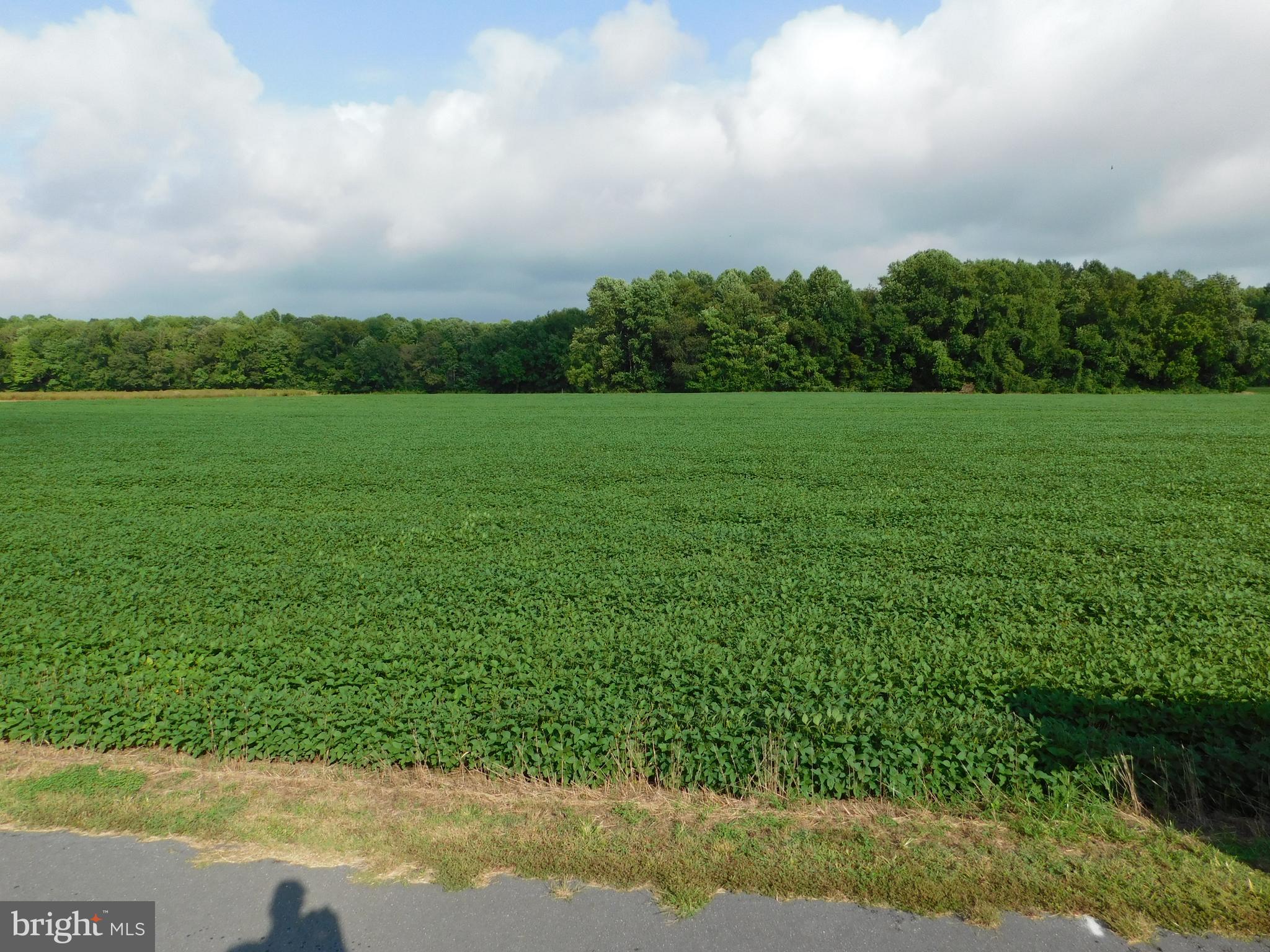 Easterly Portion Lot 1 Easterly Portion Road Bishopville, MD 21813 - Photo 8 of 17 a view of a garden with an buildings