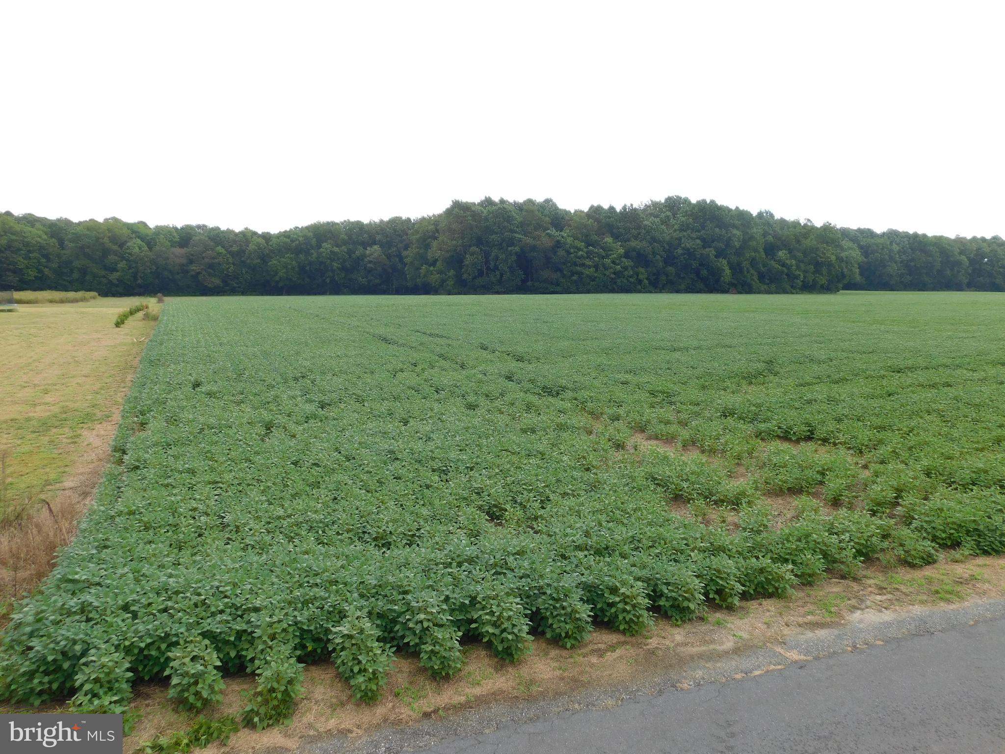 Easterly Portion Lot 1 Easterly Portion Road Bishopville, MD 21813 - Photo 10 of 17 a view of a field with a lake view