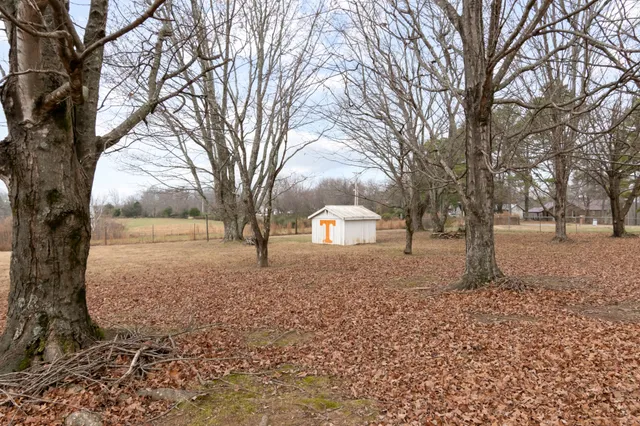 a dirt road with large trees