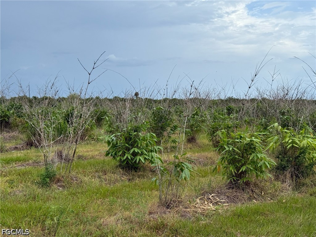 6658-6680 4th Road LaBelle, FL 33935 - Photo 8 of 14 a view of a yard