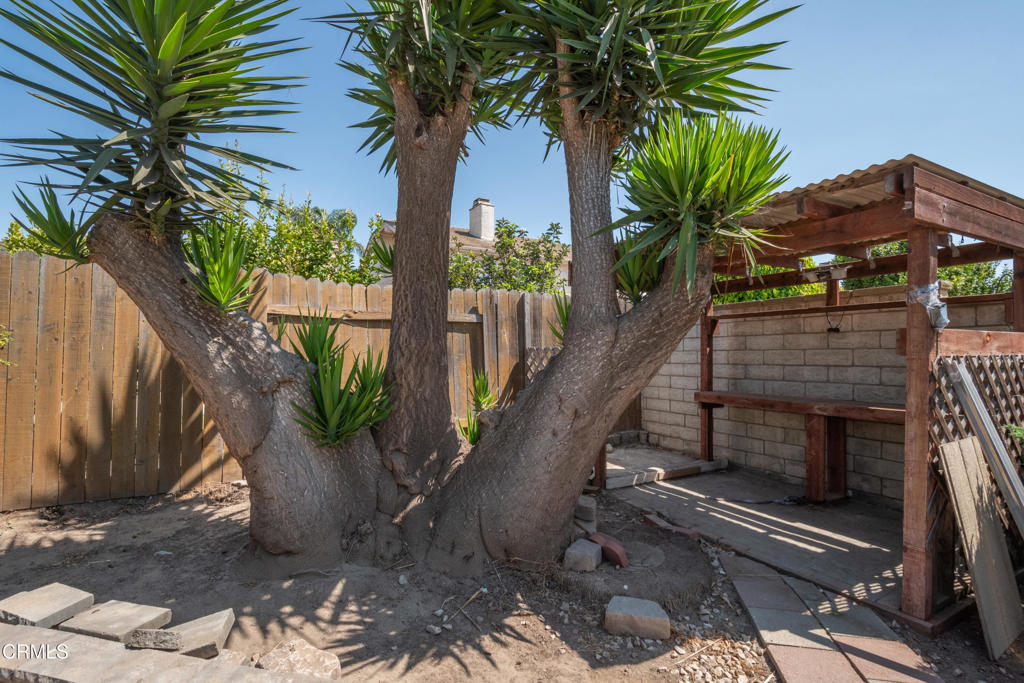 670 Joliet Place Oxnard, CA 93030 - Photo 26 of 33 a view of a backyard with a tree