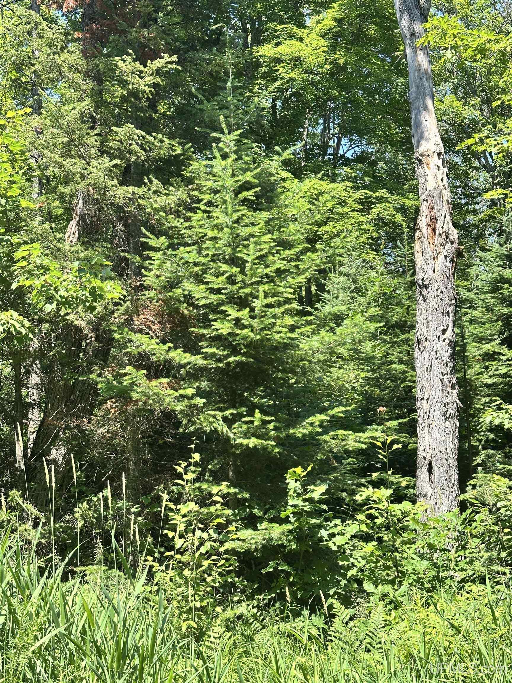 482 Rd Ishpeming Mi 49849 Road Ishpeming, MI 49849 - Photo 6 of 7