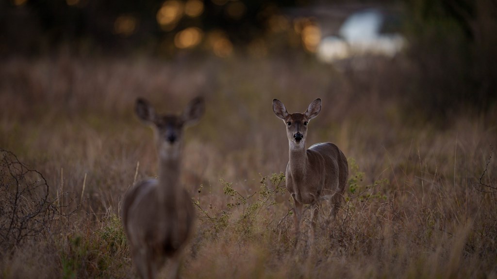 917 Bear Springs Road Mason, TX 76856 - Photo 13 of 38 a close view of shower tap