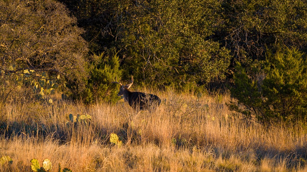 917 Bear Springs Road Mason, TX 76856 - Photo 2 of 38 a view of a lake