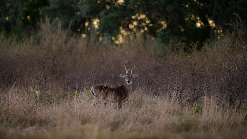 917 Bear Springs Road Mason, TX 76856 - Photo 38 of 38 a view of a lush green forest