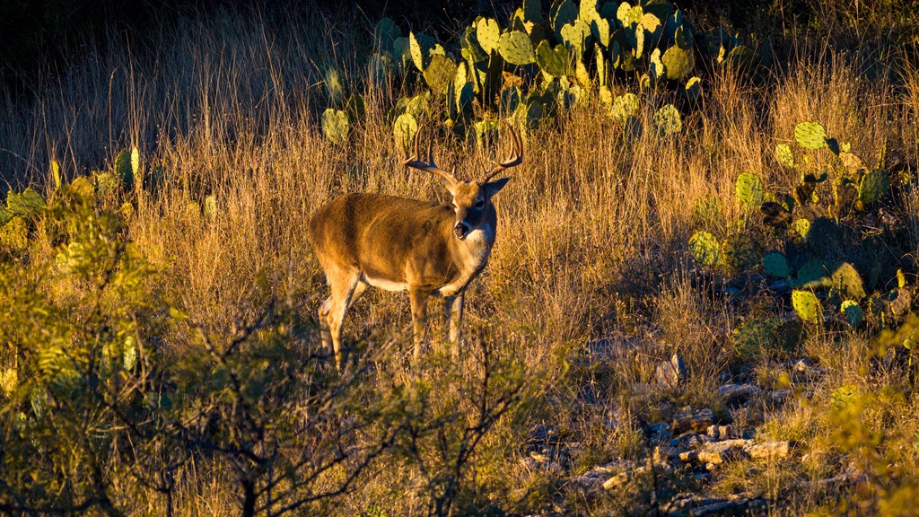 917 Bear Springs Road Mason, TX 76856 - Photo 4 of 38 a view of entryway
