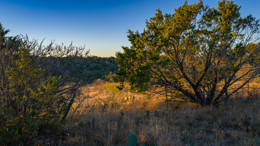 917 Bear Springs Road Mason, TX 76856 - Photo 5 of 38 a view of a tree in a forest