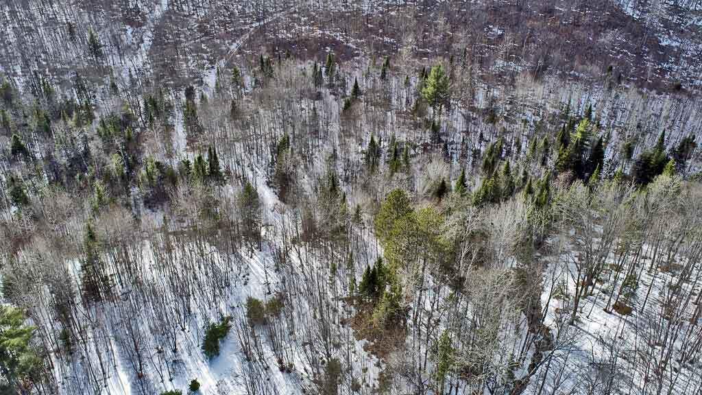 Lot 11 Drews Mill Road Houlton, ME 04730 - Photo 14 of 17 woodlot-me-linneus