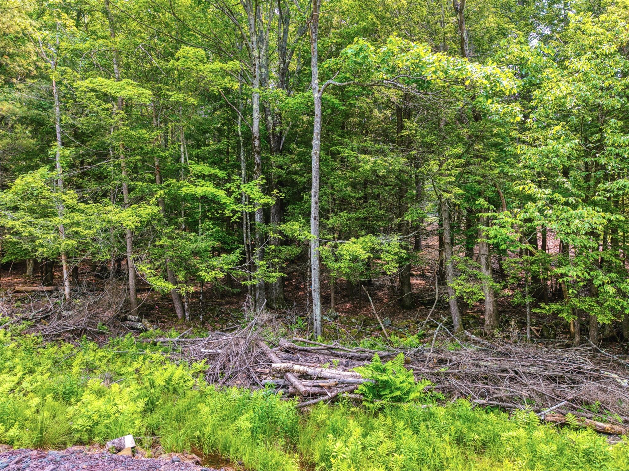 View of tree filled area