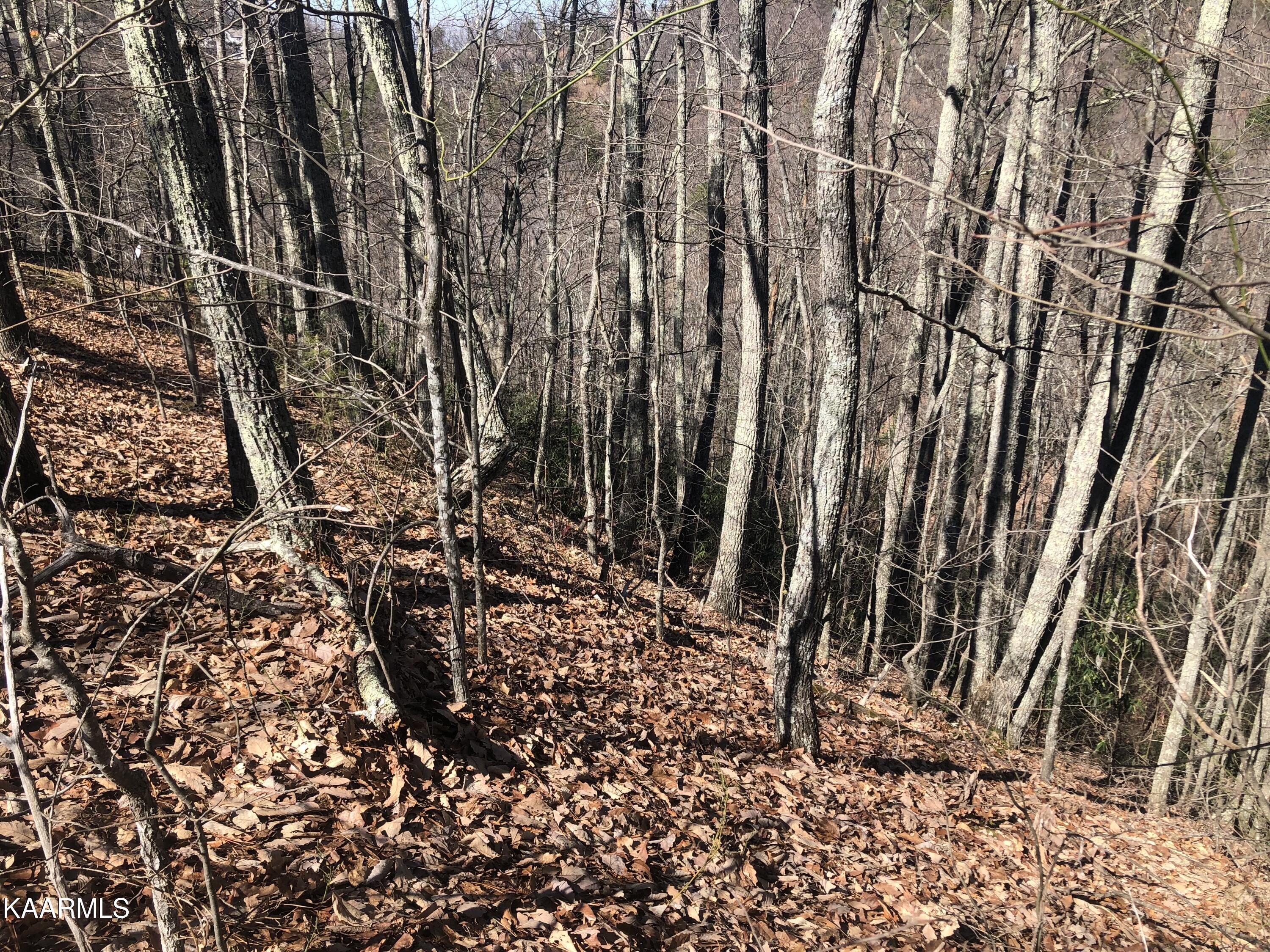 Lot 22 Eagle Point Sevierville, TN 37876 - Photo 6 of 10 IMG_0542