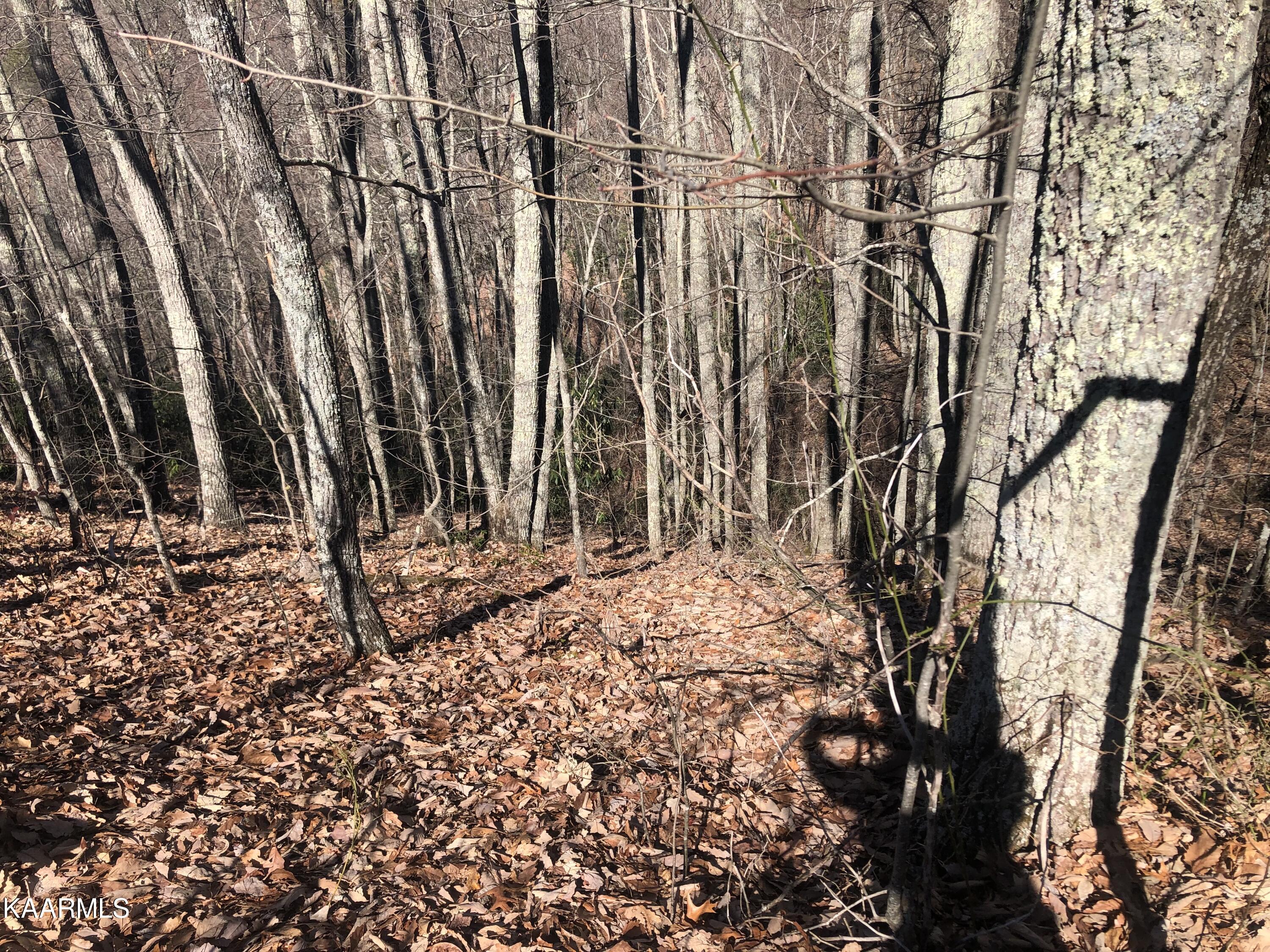 Lot 22 Eagle Point Sevierville, TN 37876 - Photo 7 of 10 IMG_0543