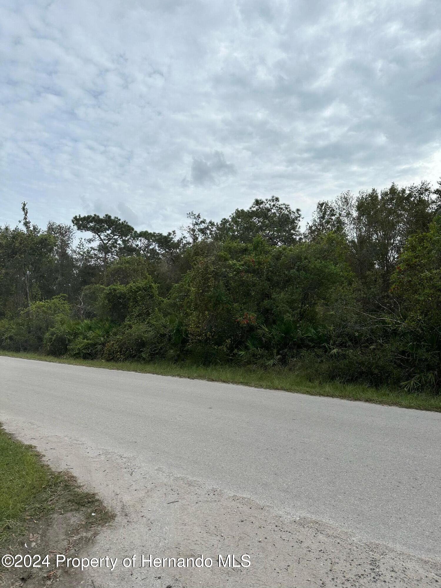 a view of a dry yard with trees